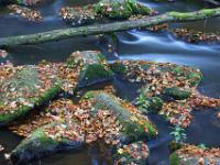 Ast über laubbedeckten Felsen